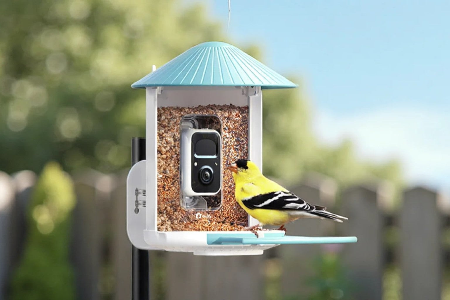 Đánh giá Birdfy: máng ăn chim thông minh và bể tắm chim có AI được thử thực tế